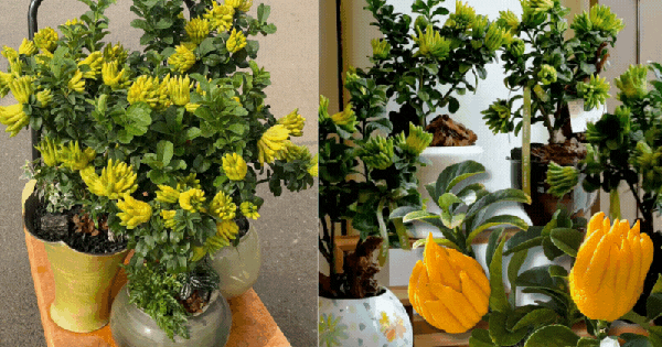 Gừng bonsai đã hot, chị em còn đang săn lùng cây "Thần Tài" phật thủ bonsai đón Tết Nguyên đán 2026: Vừa thơm sang chảnh lại hút trọn phúc khí!