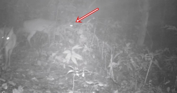 Đặt camera giữa rừng sâu, các nhà khoa học tình cờ phát hiện loài vật đã công bố tuyệt chủng gần 100 năm