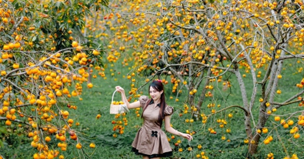 Cao nguyên Mộc Châu rực rỡ mùa hồng chín, níu chân du khách gần xa