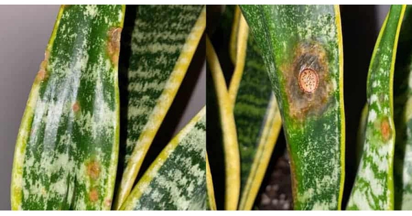 Tôi khuyên bạn đừng trồng cây lưỡi hổ trong nhà nữa: Bốn lý do khiến ai giữ cũng hối hận