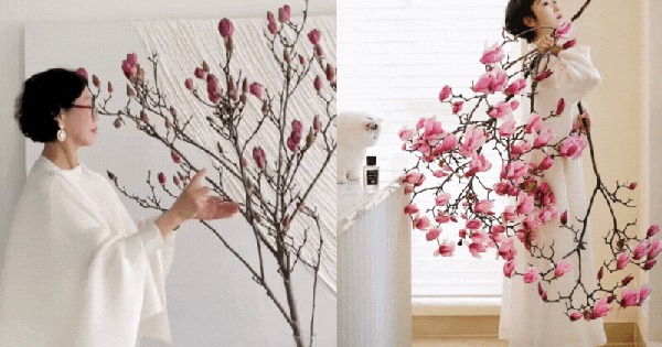 “Cành cây khô” giá bạc triệu khiến hội chị em phát sốt: Mộc lan chơi được cả tháng, nở rộ như tranh nếu biết chăm đúng cách