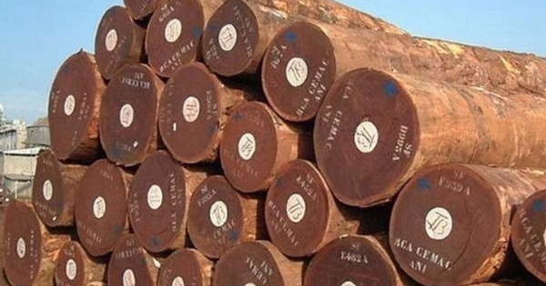 Cây quý từ Campuchia đổ bộ giúp Việt Nam đua với Thái Lan ngôi vương của thế giới: Thuế nhập khẩu ưu đãi 0%, thế giới đang ngày càng khan hiếm