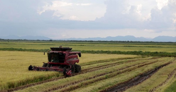 Phép màu nông nghiệp Việt tại Cuba: Một công ty tư nhân giúp tăng 350% năng suất lúa, có thể mở rộng diện tích trồng lên 5.000 ha