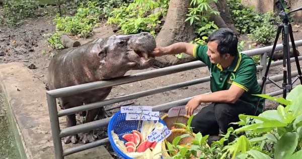 Không ngờ tới những "nhân viên tiêu biểu" đã giúp Thảo Cầm Viên đạt doanh thu trăm tỷ