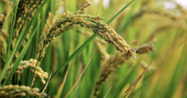 Philippines dừng nhập khẩu, gạo Việt ‘ăn nên làm ra’ tại loạt thị trường, một quốc gia châu Á bất ngờ tăng nhập khẩu đến 25.000%