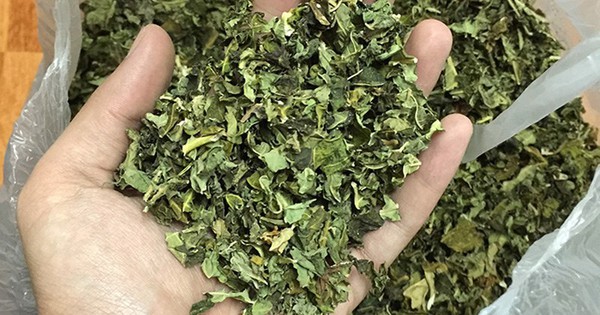 Việt Nam có loại lá được ví như “nhân sâm của người nghèo”: Giúp hạ đường huyết, chống viêm hiệu quả nhưng ít người dùng tới