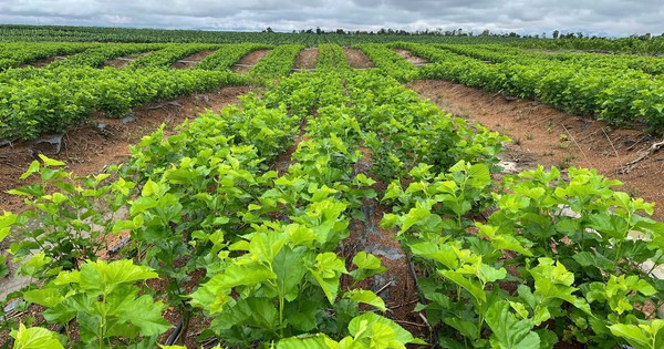 Cận cảnh bầu Đức nuôi tằm ươm tơ: Nương dâu 2.000 ha trên cao nguyên Bolaven và công thức 70 USD ‘ngon hơn tất cả các loại cây’