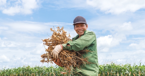 Trồng "Hạt vàng thế kỷ 21" theo cách chỉ có ở Việt Nam, nông hộ thu 400 triệu đồng/ha/năm