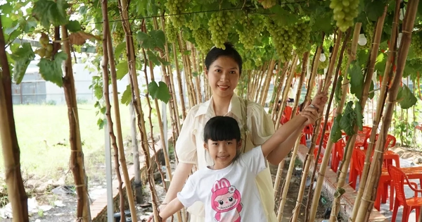 Uống cà phê xem cừu giữa vườn nho trĩu quả ở TPHCM