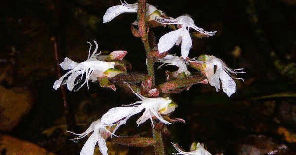 Phát hiện loài lan quý hiếm trong sách đỏ tại một khu rừng ở Thanh Hóa