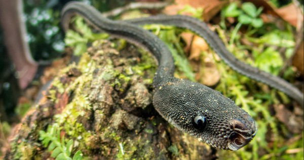 Loài rắn kỳ lạ hiếm khi vượt quá 60 cm, được người dân coi là "rồng sống": Có cách phòng vệ rất đặc biệt