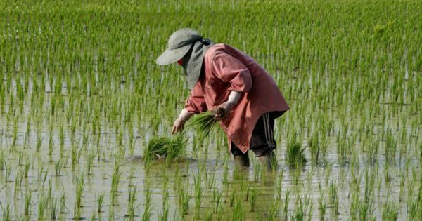 Một cuộc khủng hoảng mới đến với gạo Thái Lan: Giá xuất khẩu thấp nhất 15 năm, chuyên gia cảnh báo đang tụt hậu so với Việt Nam một điều cực quan trọng