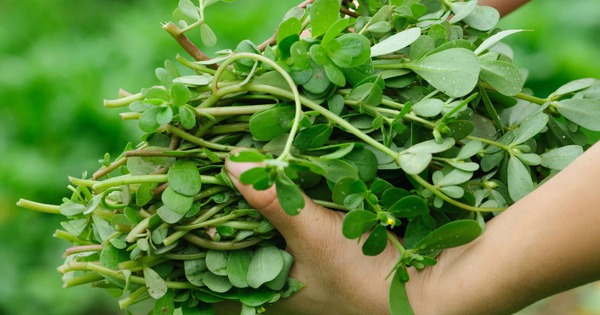 Loại rau người Trung Quốc coi là "rau trường thọ": Mọc đầy Việt Nam nhưng hay bị nhổ bỏ