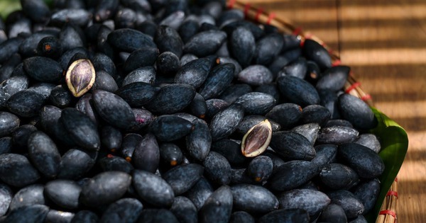 Loại quả "đen như than, đắt như thịt" nhưng nườm nượp người mua, bán đầy rẫy ở chợ Việt