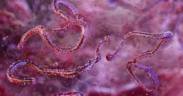 Loài virus gây tỷ lệ mất mạng đến 80% lại bùng phát