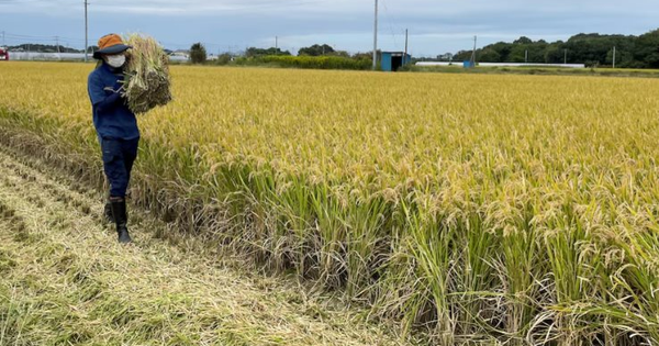 Buồn của nền kinh tế lớn thứ 4 thế giới: Áp thuế gạo nhập khẩu cao chót vót nhưng vẫn rẻ hơn hàng nội địa, người tiêu dùng chịu mức giá đắt đỏ