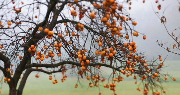 Loại cây tượng trưng cho thịnh vượng và may mắn: Trồng 1 cây trong nhà thêm được 10 lợi ích sức khỏe