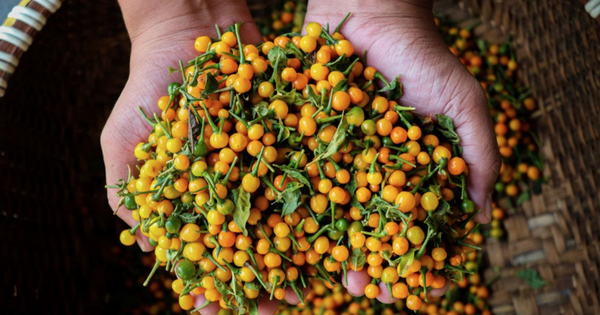 Loại gia vị đắt bậc nhất hành tinh, giá gần 1 tỷ đồng/kg được nông dân Việt Nam trồng thành công