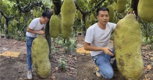 Quả mít to ngang 1 người lớn gây choáng MXH: Tưởng của hiếm, hoá ra đã trồng đầy ở Việt Nam
