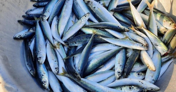 Loại cá bình dân nhiều protein gấp 6 lần sữa, nhiều omega-3 hơn cá hồi: Giảm mỡ máu, bổ tim