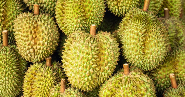 Không phải Thái Lan hay Việt Nam, hai trùm sầu riêng khác đang tranh cãi gay gắt về thương hiệu trái cây quốc gia: Một nước sản lượng gần 2 triệu tấn, một bên giá trị sản xuất tăng mạnh