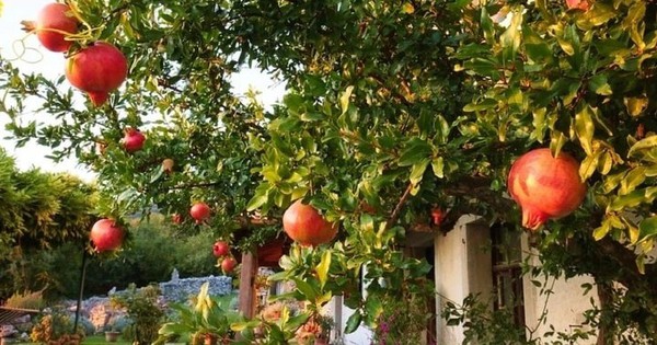 Ông bà dặn con cháu: Trông sân biết lộc, nhìn ngõ rõ phúc - Sân nhà có 5 cây này, cả năm chẳng lo nghèo