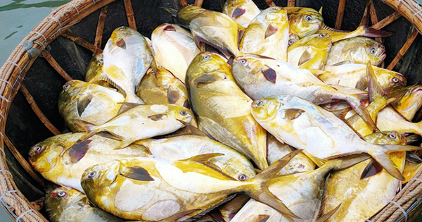 Loại cá "quý tộc” ngon nhất biển cả, giàu đạm gấp đôi trứng gà, ít chất béo xấu: Nấu cực đơn giản vẫn ngon tròn vị