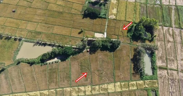 Cánh đồng gần chùa bỗng đổi dạng trong một đêm, dân làng xôn xao "chưa từng thấy bao giờ"