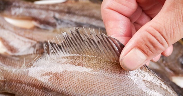 Đừng mua 5 loại cá này nữa, nhà có sẵn cũng đừng ăn, tôi mừng vì người bán cá đã tiết lộ