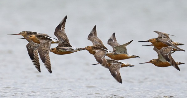 Loài chim bay liền 11 ngày không ăn uống, vượt 13.560 km và sống sót nhờ ăn nội tạng của chính mình