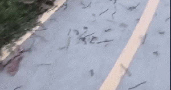 Hiện tượng lạ, hàng trăm con giun đất bò lên mặt đường ở Đồng Nai: Một tin đồn sai sự thật được làm rõ