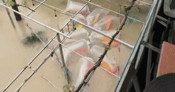 Đàn cá Koi có giá trị hàng trăm triệu bị nước lũ cuốn: "Mưa dai dẳng... cảm giác bất lực lắm"