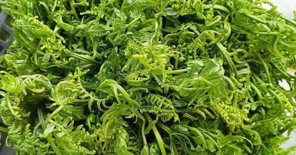 Loại rau tốt như thuốc bổ, người Trung Quốc ví là "rau trường sinh": Mọc dại đầy Việt Nam, ít người biết