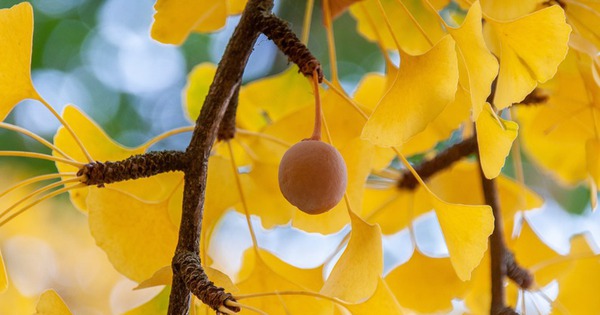 Trồng 5 cây trong nhà, gia chủ đắc tài đắc lộc, con cháu không lo nghèo khó