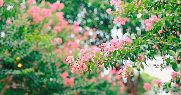 Loại cây là biểu tượng của thịnh vượng và bình an: Trồng một cây trong nhà, có được nhiều vị thuốc