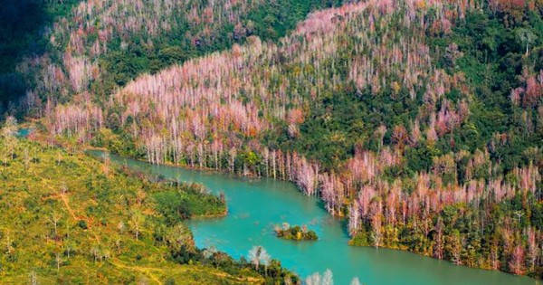 Không phải Hàn Quốc, Nhật Bản, đây là rừng phong ở Việt Nam: Du khách nhận xét "Chẳng cần đi nước ngoài"