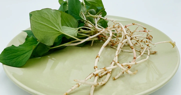 Loại rau người Trung Quốc ví là "rau thần": Mọc đầy Việt Nam nhưng nhiều người sợ không ăn