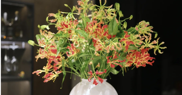 Không phải mê tín: Trồng 4 loại cây này trong nhà dễ “rước” họa vào thân, gây hại sức khoẻ còn tiêu tán tiền bạc