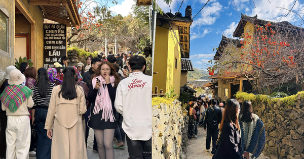 Cây hồng "khổ nhất" Việt Nam: Cả nghìn người kéo tới check-in mỗi ngày