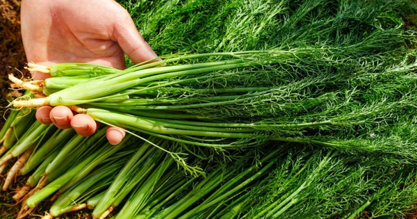 Có 5 loại rau chứa penicillin tự nhiên, bạn nên cho gia đình ăn thường xuyên khi thời tiết trở lạnh để tăng cường miễn dịch, giảm bệnh tật