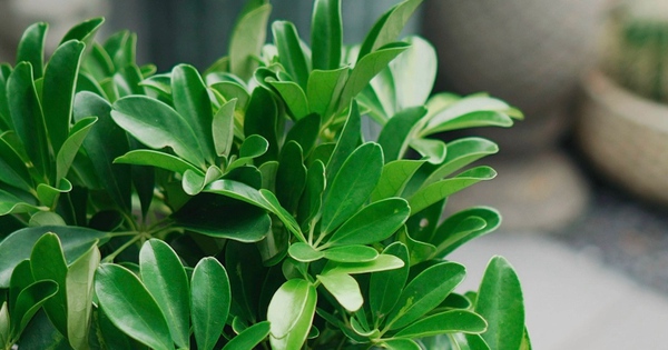 Loại cây "hút" tài lộc và phú quý: Trồng 1 cây trong nhà, vừa đuổi muỗi, vừa làm thuốc chữa bệnh