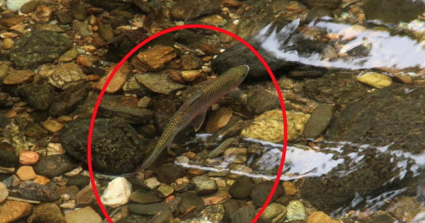 Nghệ An có một loài cá được gọi là "lộc suối" cả làng cùng canh giữ, lắp camera giám sát 24/24h