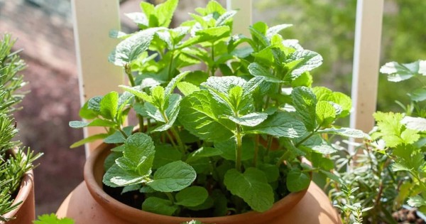 3 loại rau Việt Nam có sẵn, dễ trồng: Đuổi muỗi hiệu quả không ngờ tới