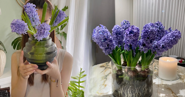 Nhiều chị em đang kháo nhau: Tết này nhất định phải trồng một chậu “hoa của các vị thần”, vừa thơm nhà vừa sang chảnh