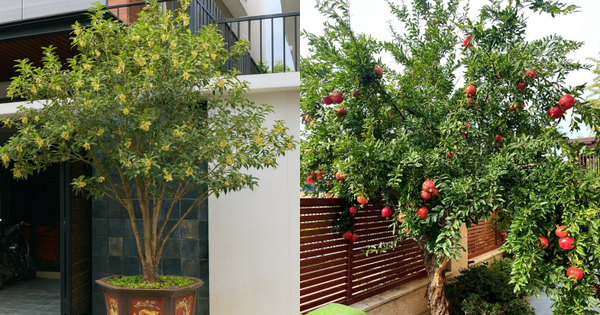 Sân nhà trồng 3 loại cây này: Càng trồng càng thấy nhà ấm, lộc về kín cổng