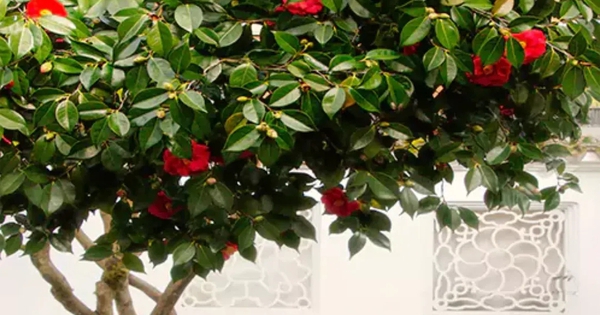 Loại cây là biểu tượng của vượng tài, sung túc: Nhiều nhà trồng mà không biết nó còn là thuốc