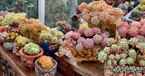 Trồng sen đá, xương rồng là tụ tài hay phá tài? Câu trả lời không chỉ nằm ở cái chậu cây