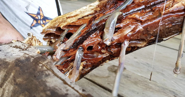 4 món đặc sản châu Á phải ăn tươi sống, Việt Nam cũng "góp mặt" một món