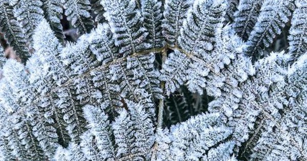 Y Tý xuất hiện băng giá, những tán cây rừng đẹp kỳ ảo