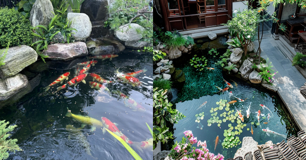 Trước nhà có ao phong thủy tốt hay xấu? Đọc xong bớt lo lấp ao vội